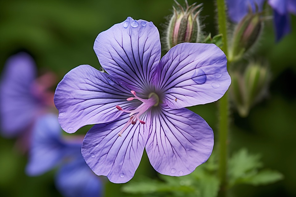 Geranium Flower Plant - Free photo on Pixabay - Pixabay