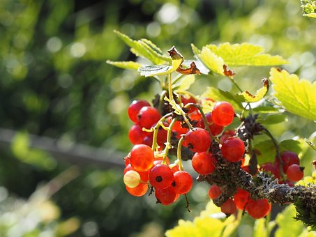 Coacăz, Ribisel, Fructe, Vară, Ribes