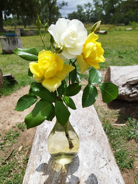 Free Yellow Roses White Rose photo and picture