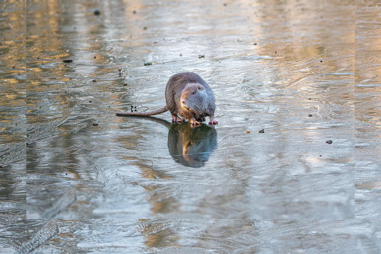 Rodent Beaver Rat Furry Animal - Free photo on Pixabay
