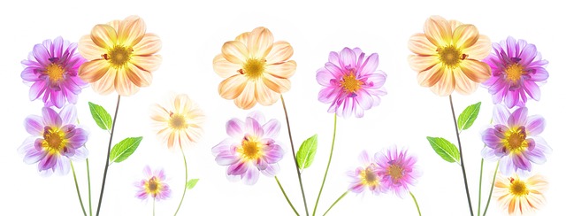 Blumen, Natur, Frühling, Blüte, Flora