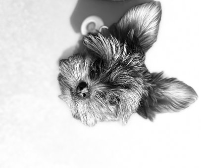Hond, Dier, Portret
