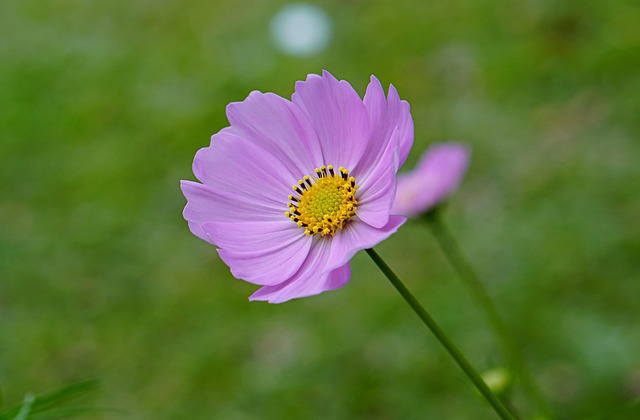 Free Flower Green photo and picture