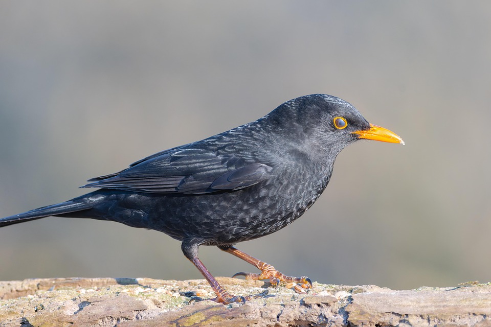 Blackbird Common Free Photo On Pixabay Pixabay