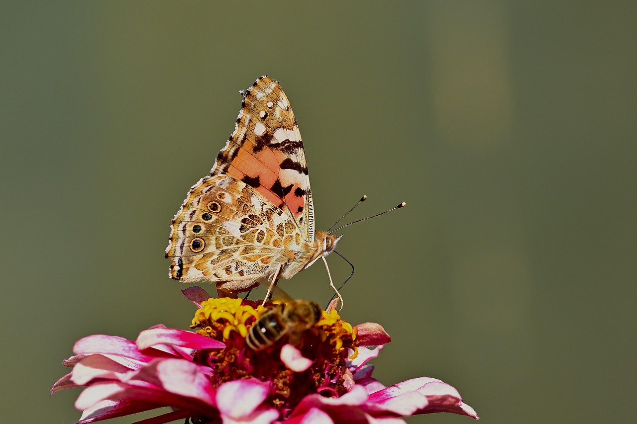Painted Lady Butterfly Free Photo On Pixabay Pixabay painted-lady-butterfly-free-photo-on-pixabay-pixabay