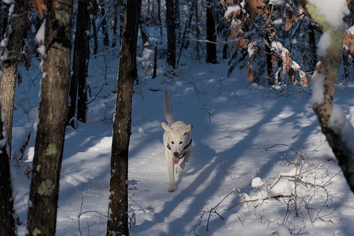 Free Adventure Animal photo and picture