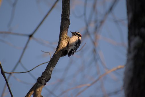 Free Animal Background photo and picture