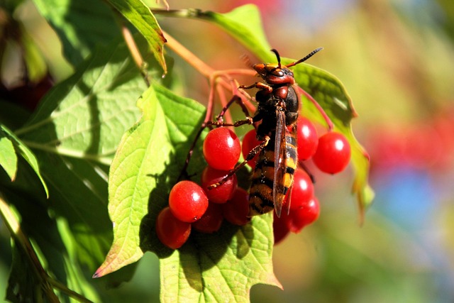 Hornet Raspberry Spudaitis - Pixabay