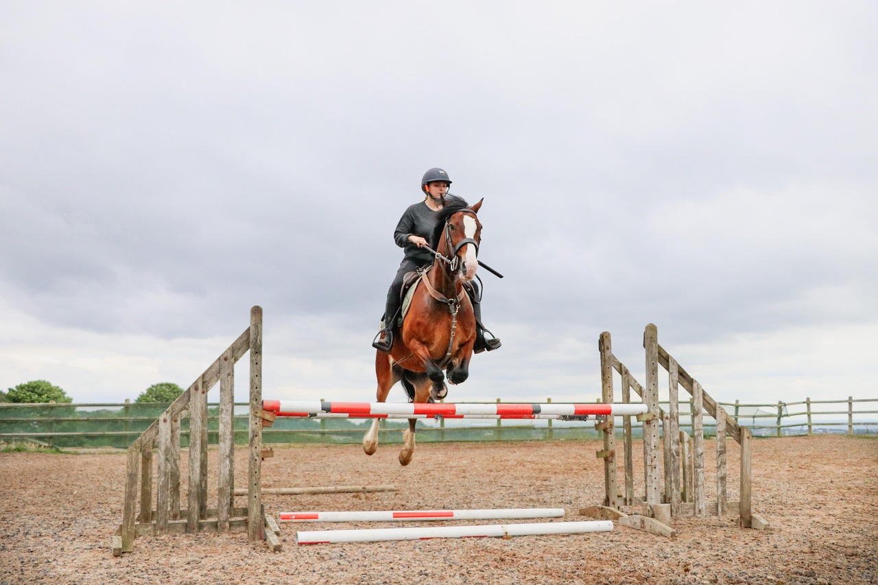Horse Rider Show - Free photo on Pixabay - Pixabay