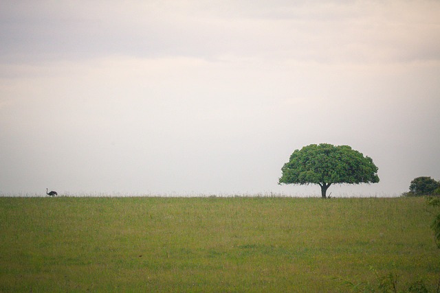 Árbol, Avestruz, Naturaleza, Paisaje