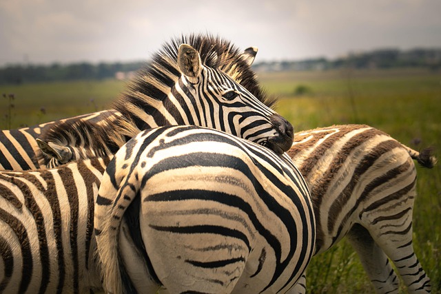 Cebra, África, Naturaleza