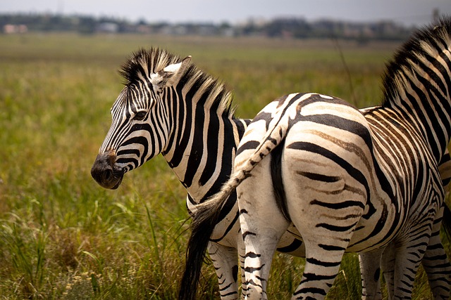 Cebra, África, Naturaleza
