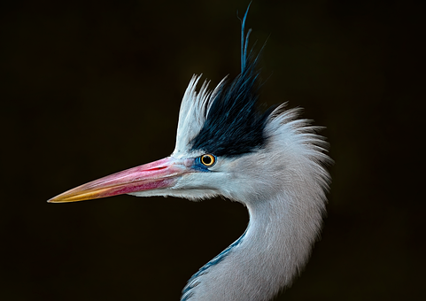 Free Grey Heron Heron photo and picture