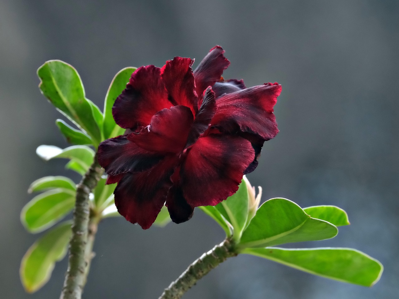 Flower Adenium Red - Free photo on Pixabay - Pixabay