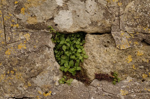 Mauer, Steine, Mauerwerk, Bewuchs, Natur