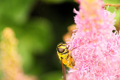 Free Insect Nature photo and picture
