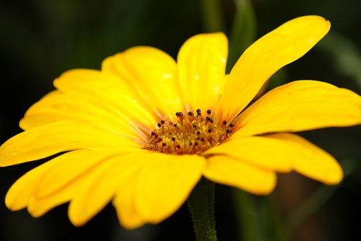 Free Flower Plant photo and picture