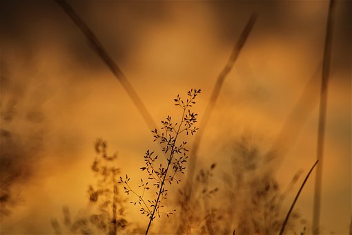 Free Sunlight Summer photo and picture