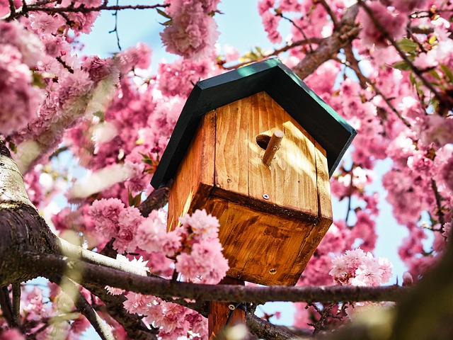 Free Bird House Tree photo and picture