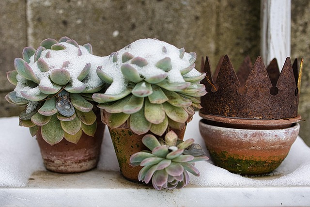 Deco, Vinter, Snø, Krone, Rust, Kald