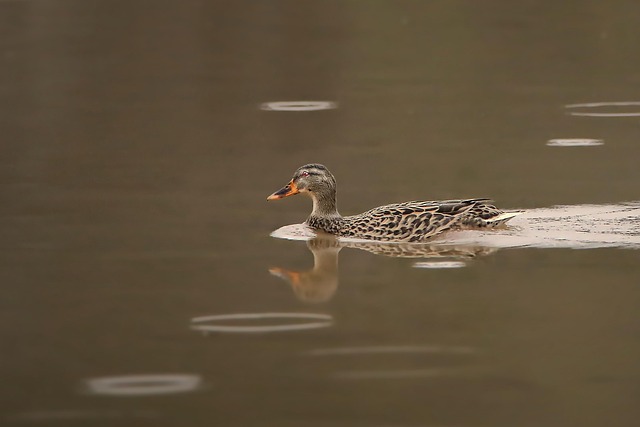 Pájaro, Pato, Pico, Plumas, Lago