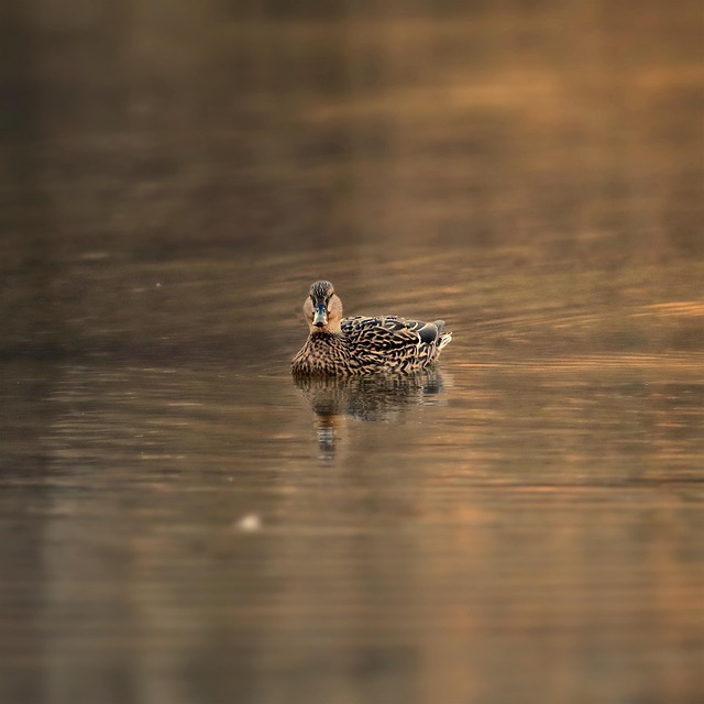 Pájaro, Pato, Pico, Plumas, Lago