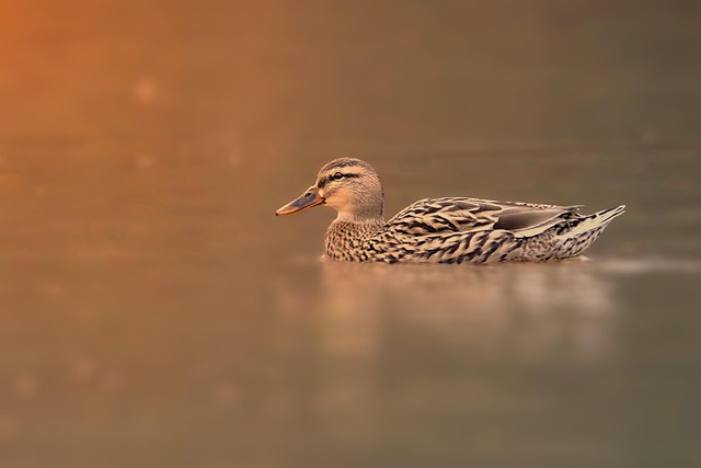 Aves, Naturaleza, Fauna Silvestre