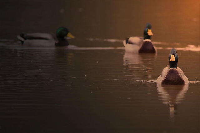 Aves, Naturaleza, Fauna Silvestre