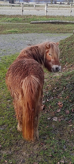 Free Horse Pony photo and picture