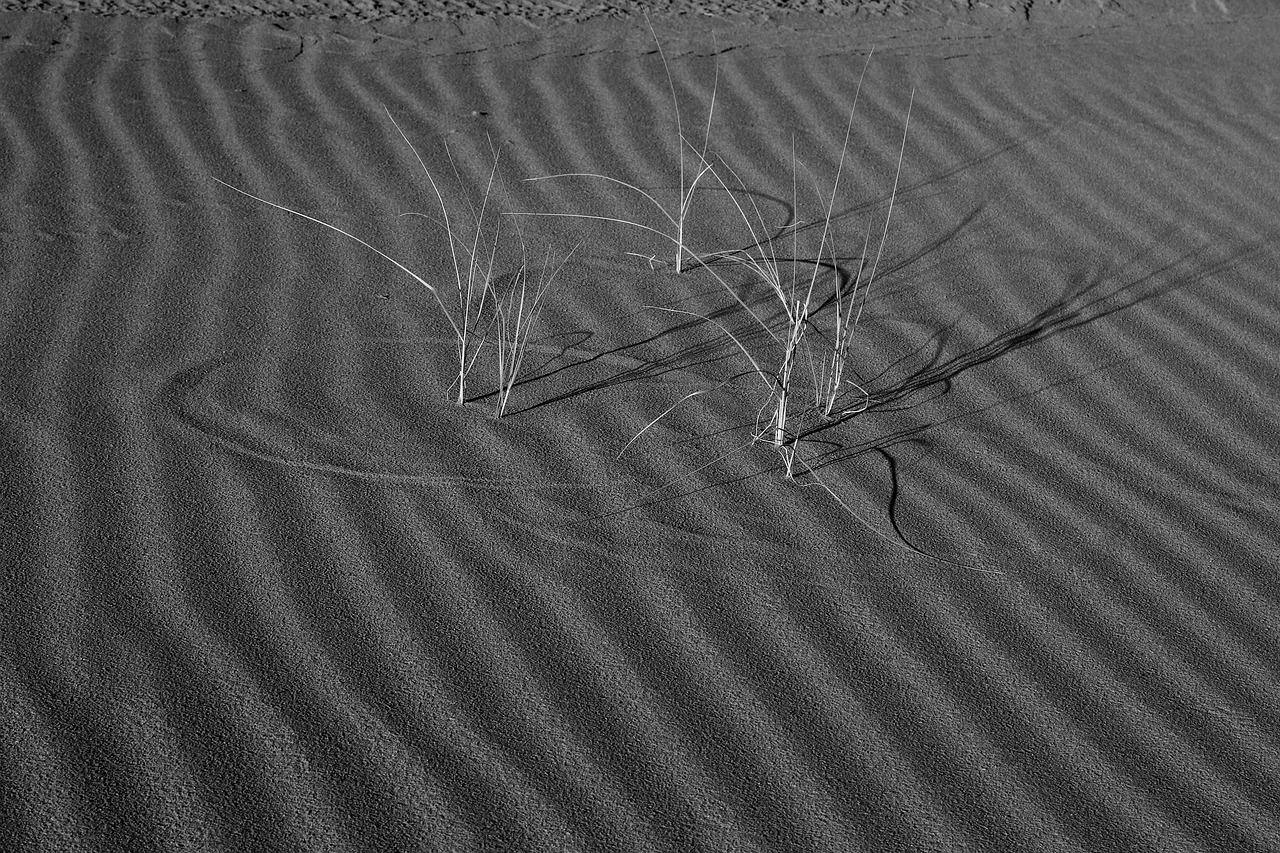 Black And White Desert Grass Free photo on Pixabay Pixabay