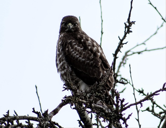 鷹 鳥 野生動物 - Pixabayの無料写真 - Pixabay