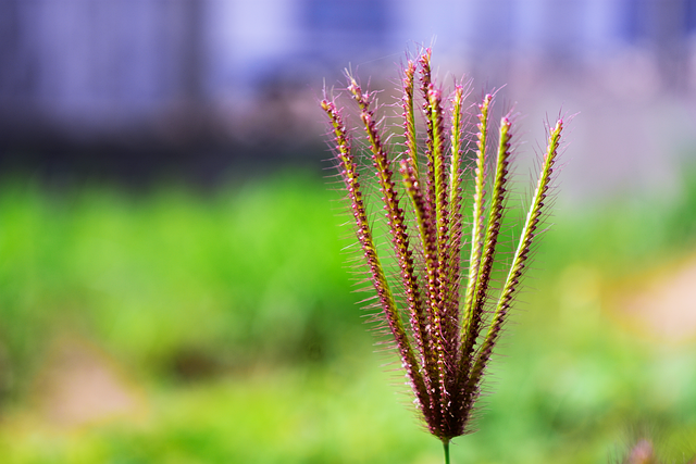 Free Nature Grass photo and picture