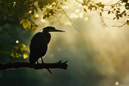 Reiher, Vogel, Tier, Federn, Gefieder