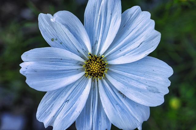 Free Flower Plant photo and picture