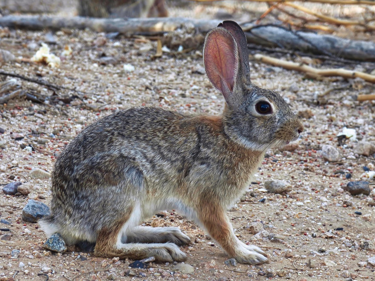 Rabbit Hare Animal - Free photo on Pixabay - Pixabay