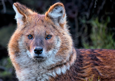 Free Dhole Wild Dog photo and picture