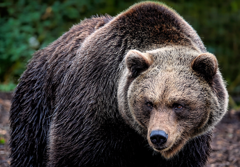 Free Grizzly Bear Bear photo and picture