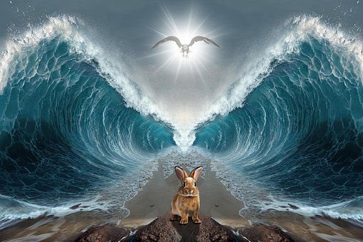 Free Eagle Rabbit photo and picture
