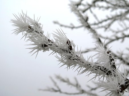 Free Frost Branch photo and picture