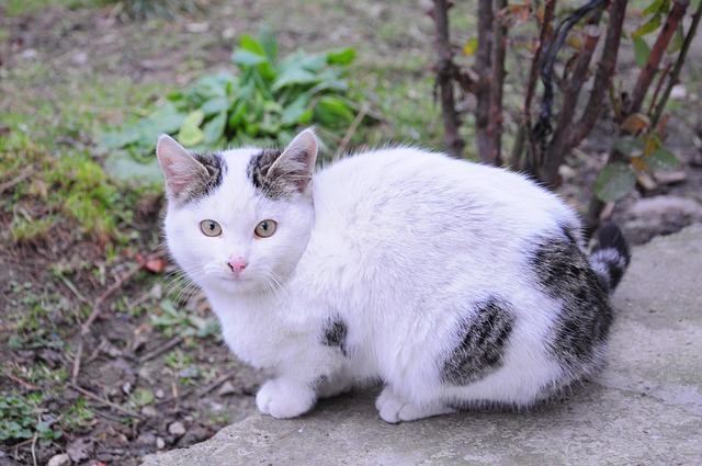 Free Cat White Cat photo and picture