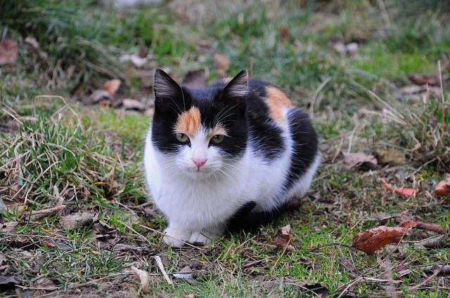 Free Cat Cute photo and picture