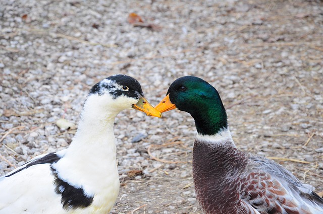 Free Duck Ducks photo and picture
