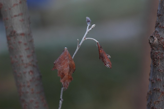 Free Autumn Tree photo and picture
