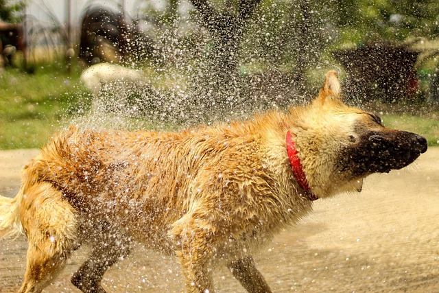 Free Dog Animal photo and picture