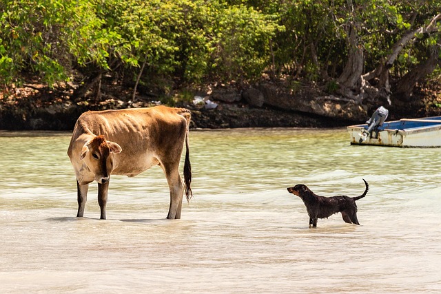 Free Cow Dog photo and picture