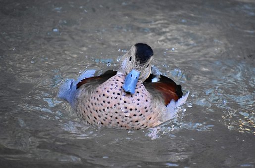 Pato, Olhando Para A Câmera, Fechar-Se