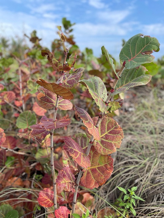 Sea Grape Landscape Nature - Free photo on Pixabay - Pixabay