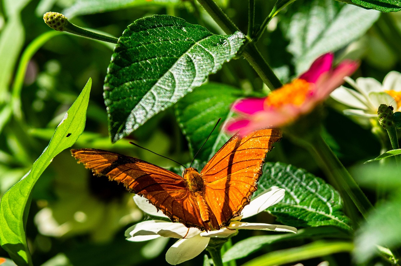 Butterfly Insect Wings - Free photo on Pixabay - Pixabay