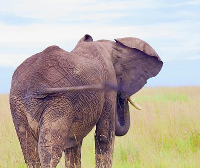 Free Elephant Nature photo and picture