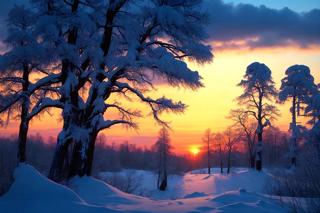 Free winter snow winter forest illustration